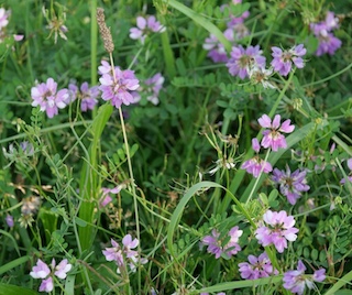 Crown Vetch, South Boulder Creek, Colorado