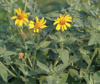 Wild flower, Davidson Mesa, Colorado