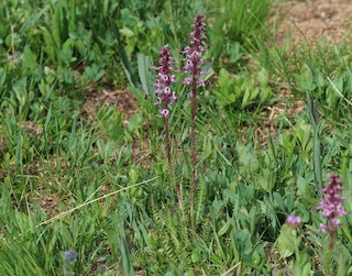 Alpaine Flower, Blue Lake, Mitchell Lake, Colorado