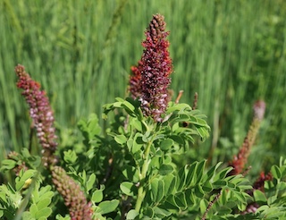 False Indigo BushBoulder Colorado