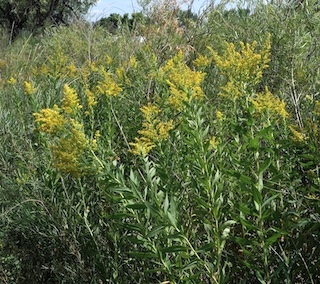 goldenrod Boulder Colorado