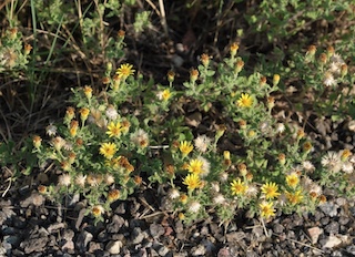 Hairy False Goldenaster Boulder Colorado