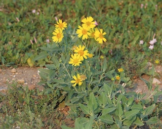 Hairy False Goldenaster Boulder Colorado