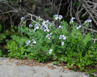 Alpaine Flower, Blue Lake, Mitchell Lake, Colorado