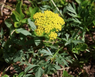 Alpaine Flower, Long Lake, Colorado