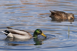 ボルダーの鳥　マガモ MallardBoulder, Colorado