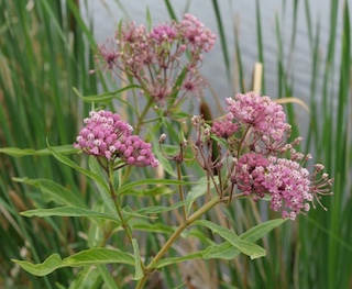 Wild flower, Davidson Mesa, Colorado
