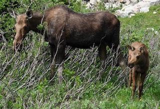 ボルダーの動物　Moose　Boulder, Colorado
