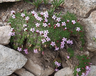 Alpaine Flower, Blue Lake, Mitchell Lake, Colorado