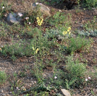 Wild flower, Davidson Mesa, Colorado