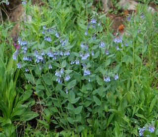 Alpaine Flower, Blue Lake, Mitchell Lake, Colorado