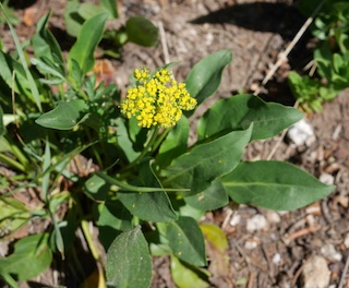 Alpaine Flower, Lake Isabella, Long Lake, Colorado