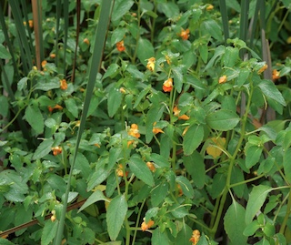 Orange Jewelweed, Boulder Colorado