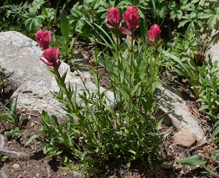Alpaine Flower, Blue Lake, Mitchell Lake, Colorado
