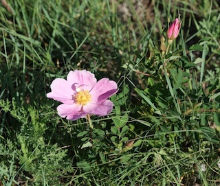 Wild Rose, Woods' Roseコロラド州 ボルダーの花