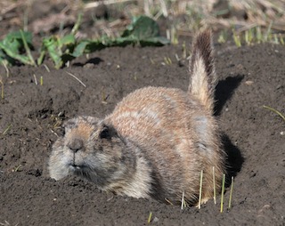 ボルダーの動物　プレーリードッグ　Boulder, Colorado