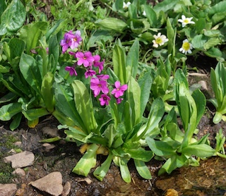 Alpaine Flower, Blue Lake, Mitchell Lake, Colorado