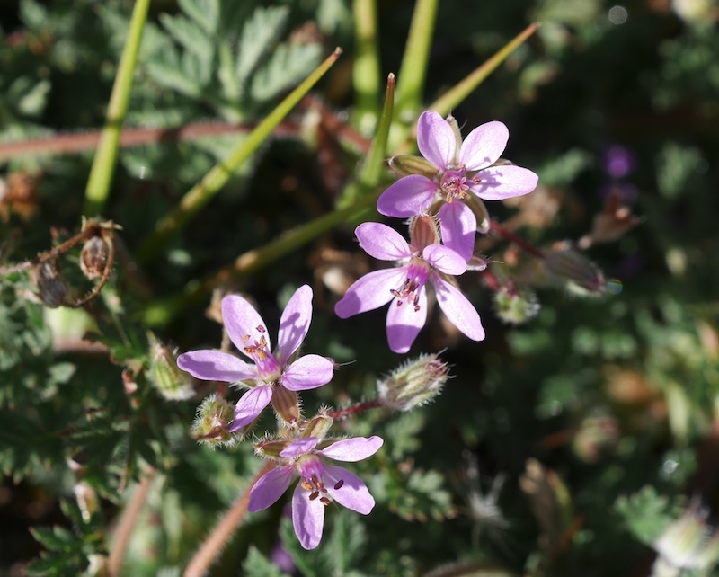 Wild Flower, Boulder, Colorado