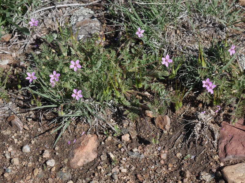 Wild Flower, Boulder, Colorado