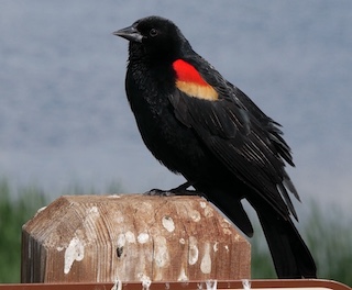 ボルダーの鳥　Red-winged Blackbird　Boulder, Colorado