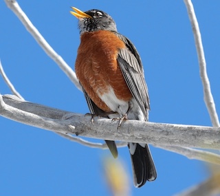 ボルダーの鳥　ロビン　Boulder, Colorado
