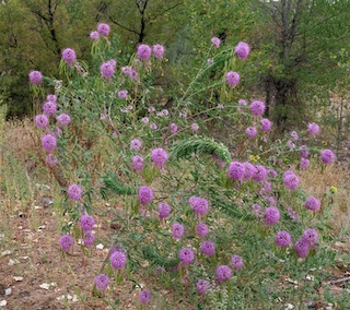 Rocky Mountain Beeplant Boulder, COlorado