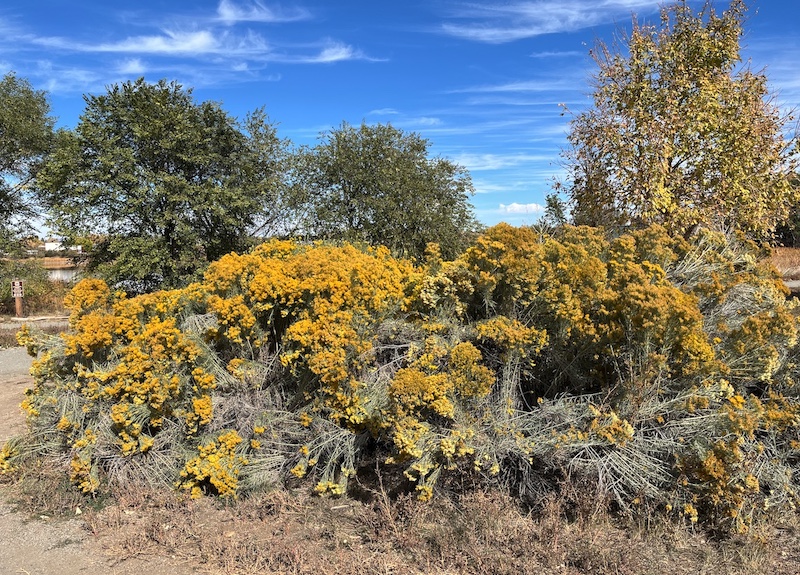 Rubber Rabbitbrush, Boulder, Colorado