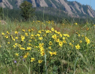 /Showy Goldeneye, South Boulder Creek West Wild flower, Davidson Mesa, Colorado