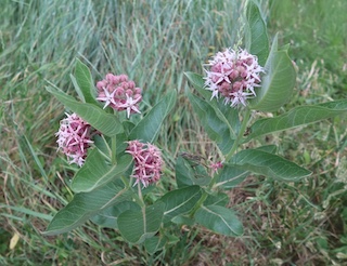 milkweed Boulder Colorado
