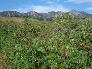 Boulder JP トップイメージ Smooth Sumac South mesa trail 