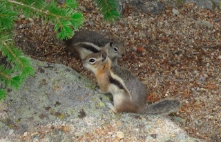 ボルダーの動物　リス　Boulder, Colorado