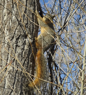 ボルダーの動物　プレーリードッグ　Boulder, Colorado
