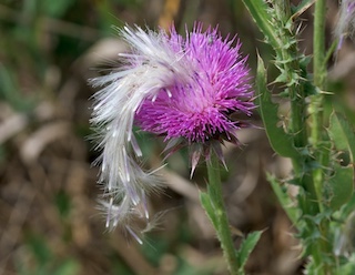  thistle Boulder, COlorado