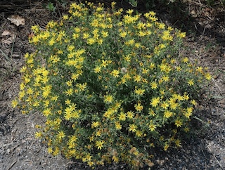 Threadleaf Groundsel Boulder Colorado