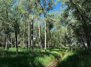 Keith Helart Park Louisville Colorado