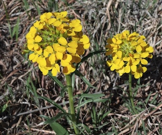 yellow violet viola nuttallii Boulder Colorado