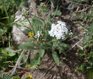 Alpaine Flower, Blue Lake, Mitchell Lake, Colorado
