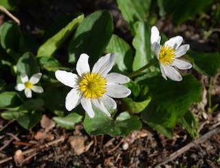 Alpaine Flower, Lake Isabella, Long Lake, Colorado