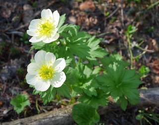 Alpaine Flower, Lake Isabella, Long Lake, Colorado