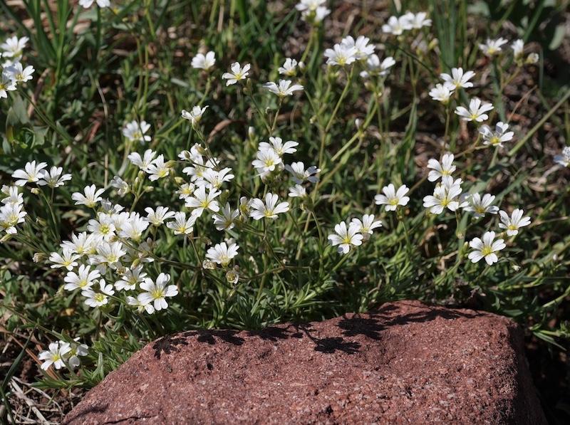 Wild Flower, Boulder, Colorado