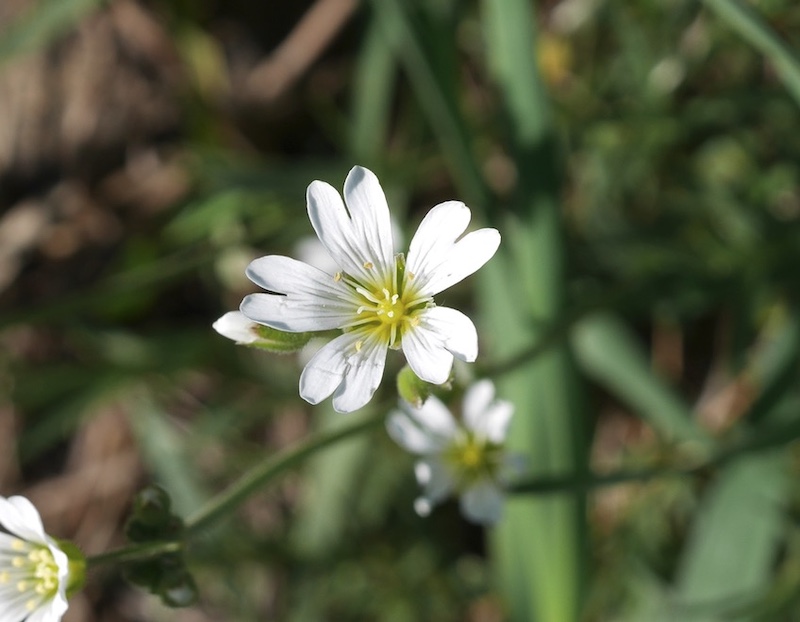 Wild Flower, Boulder, Colorado