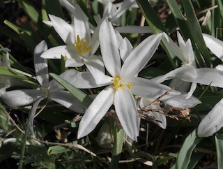 Wild Flower, Boulder, Colorado