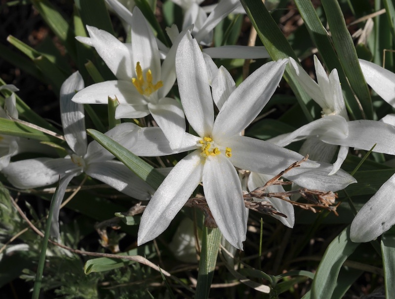 Wild Flower, Boulder, Colorado