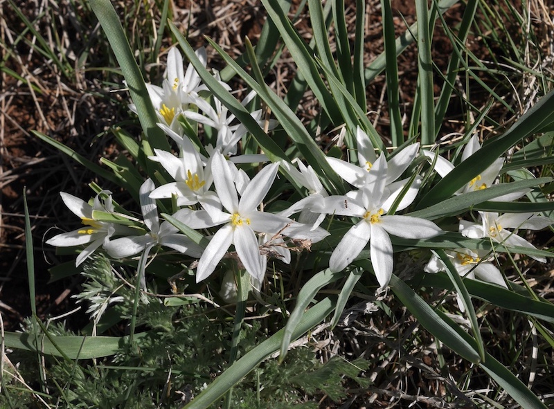 Wild Flower, Boulder, Colorado