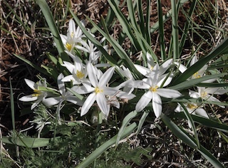 Wild Flower, Boulder, Colorado