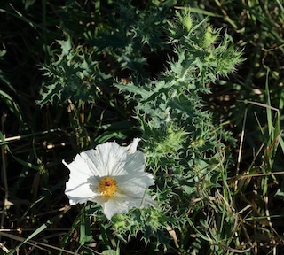 white prickly poppy davidson mesa Louisville Colorado