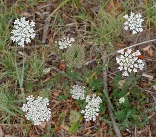 Wild Carrot, Boulder, Colorado