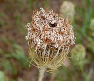 Wild Carrot, Boulder, Colorado