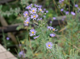 smooth blue aster, Wild flower, Eldorado Canyon, Colorado