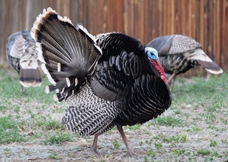 Wild Turkey コロラド州ボルダー 野生の七面鳥